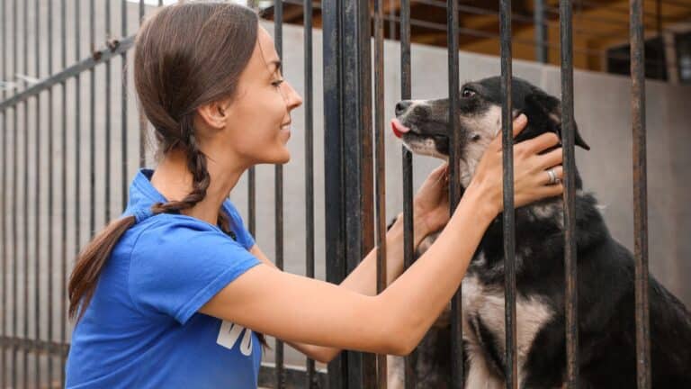 Der Fürsorger-Archetyp - Beispiel Tierschutz - eine Person sorgt sich um einen Hund im Tierheim